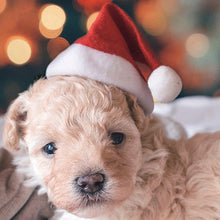 Load image into Gallery viewer, Christmas Small Plush Santa Hat for Pet Dog Cat Hat Merry Christmas Decorations For Home Cap Noel Navidad Happy New Year Gift