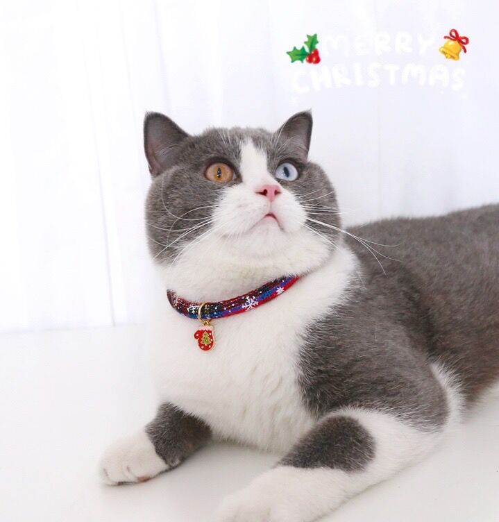 Christmas kitten necklace Cat accessories Dog collar dog accessories Dog toys Cat collar Cat clothes pet coleira gato