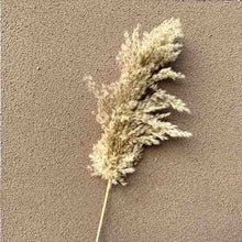 Load image into Gallery viewer, Skhek Graduation Party Wedding pampas grass decor feather flowers bunch natural dried flower pampas plants Easter Christmas decorations home decor