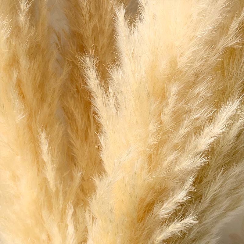 55cm Pampas Grass Decor Extra Large Natural Dried Flowers Bouquet Wedding Flowers Vintage Style for Home Valentine's Day Gift